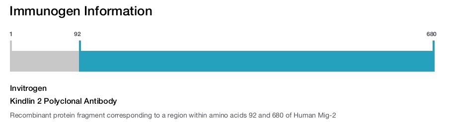 Kindlin 2 Polyclonal Antibody