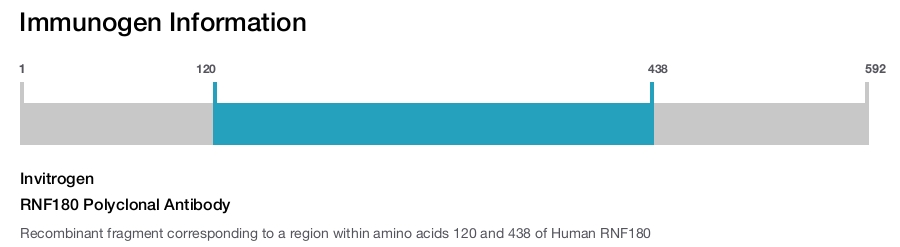 RNF180 Polyclonal Antibody