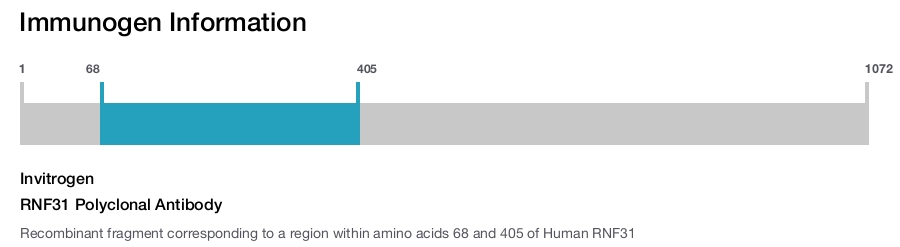 RNF31 Polyclonal Antibody