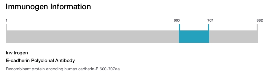 E-cadherin Polyclonal Antibody