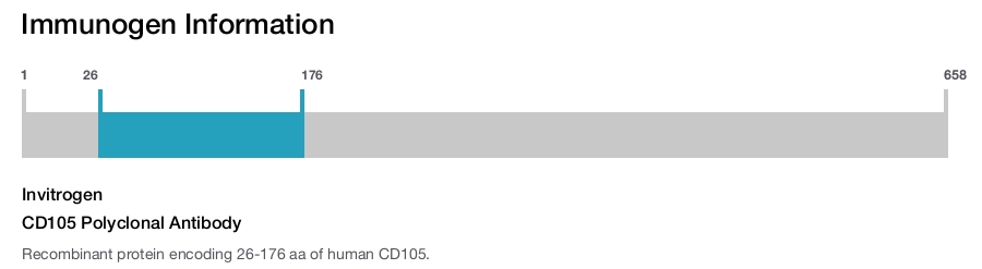CD105 Polyclonal Antibody