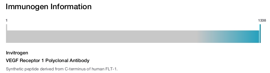 VEGF Receptor 1 Polyclonal Antibody