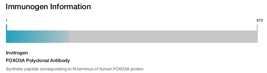 FOXO3A Polyclonal Antibody