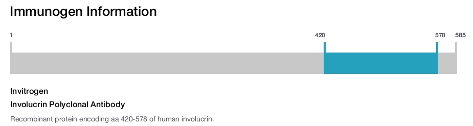 Involucrin Polyclonal Antibody