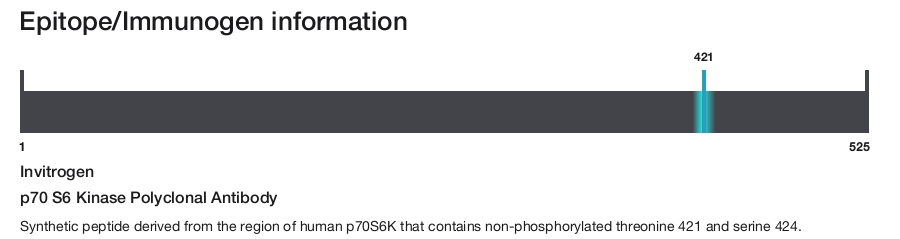 p70 S6 Kinase Polyclonal Antibody