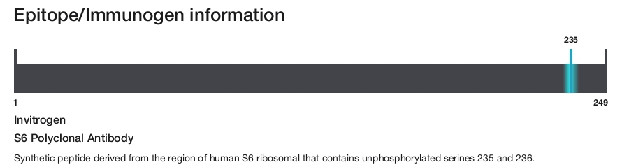 S6 Polyclonal Antibody