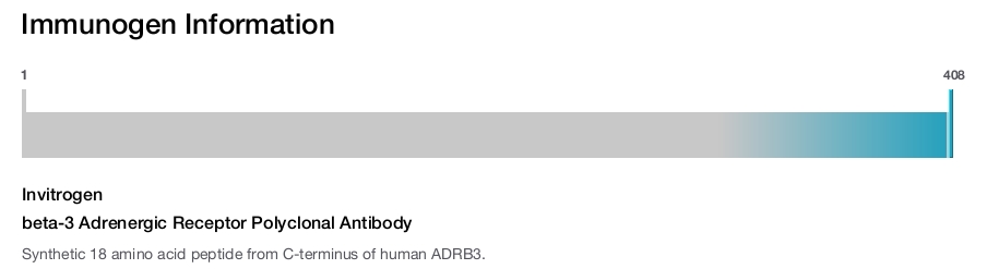 beta-3 Adrenergic Receptor Polyclonal Antibody