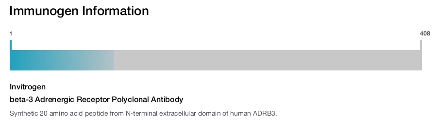 beta-3 Adrenergic Receptor Polyclonal Antibody