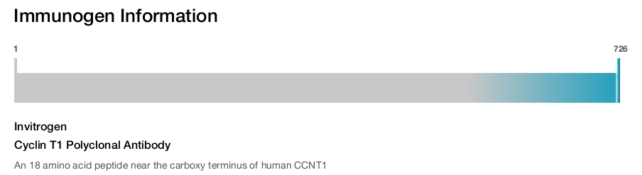 Cyclin T1 Polyclonal Antibody