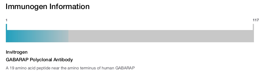 GABARAP Polyclonal Antibody