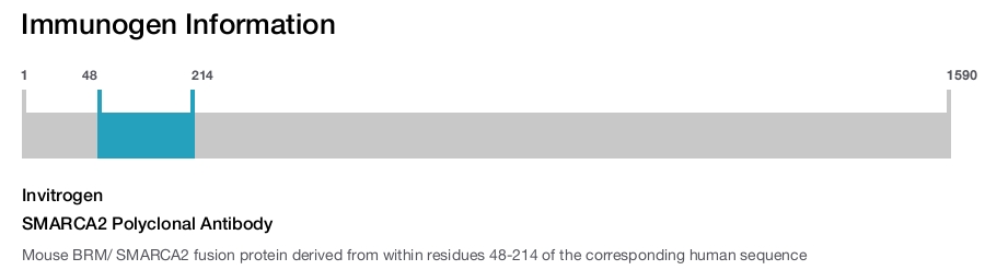 SMARCA2 Polyclonal Antibody