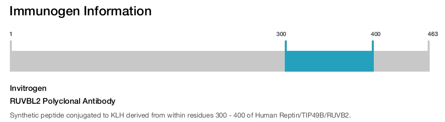RUVBL2 Polyclonal Antibody