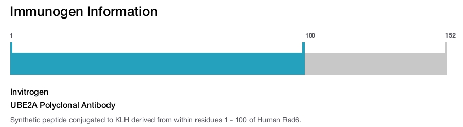 UBE2A Polyclonal Antibody
