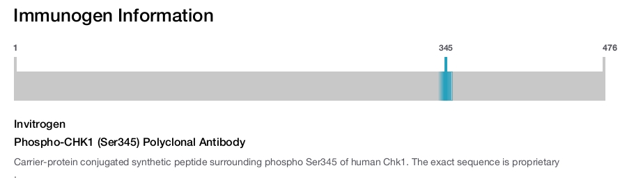Phospho-CHK1 (Ser345) Polyclonal Antibody