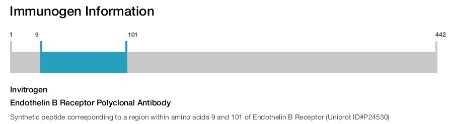 Endothelin B Receptor Polyclonal Antibody