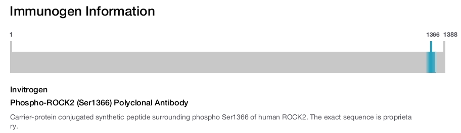 Phospho-ROCK2 (Ser1366) Polyclonal Antibody
