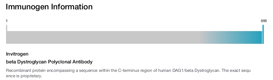 beta Dystroglycan Polyclonal Antibody