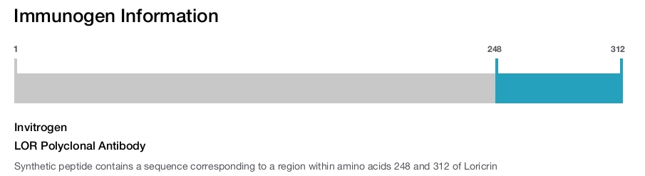LOR Polyclonal Antibody
