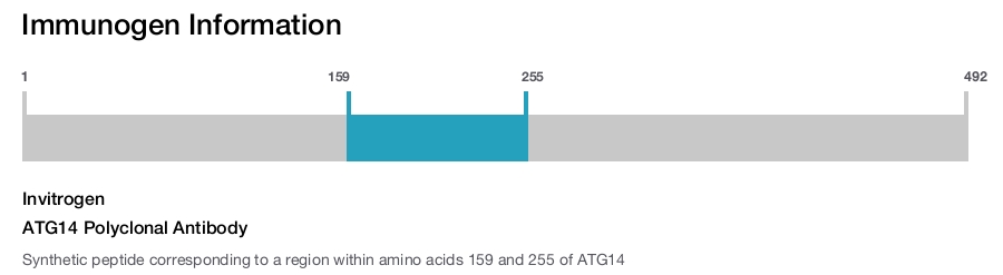 ATG14 Polyclonal Antibody