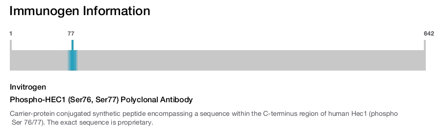 Phospho-HEC1 (Ser76, Ser77) Polyclonal Antibody
