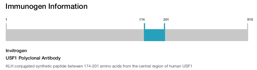 USF1 Polyclonal Antibody