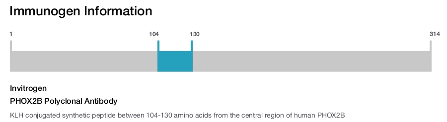 PHOX2B Polyclonal Antibody