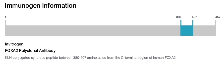 FOXA2 Polyclonal Antibody