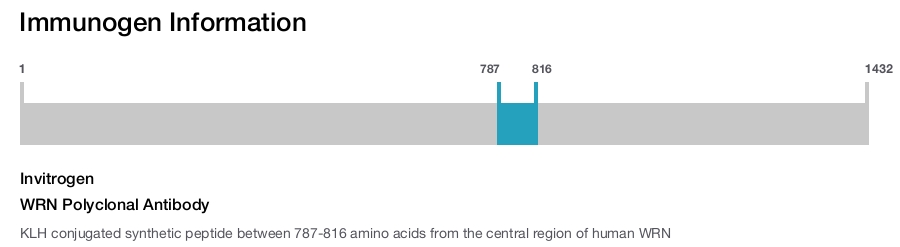 WRN Polyclonal Antibody