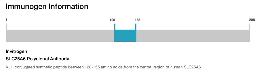 SLC25A6 Polyclonal Antibody