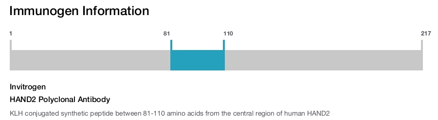 HAND2 Polyclonal Antibody