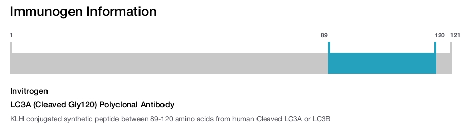 LC3A (Cleaved Gly120) Polyclonal Antibody