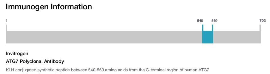ATG7 Polyclonal Antibody