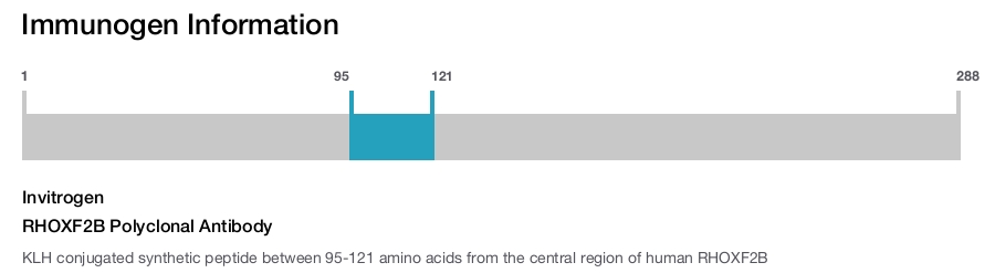 RHOXF2B Polyclonal Antibody