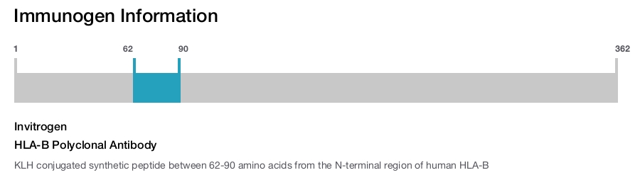 HLA-B Polyclonal Antibody