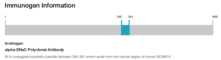 alpha-ENaC Polyclonal Antibody