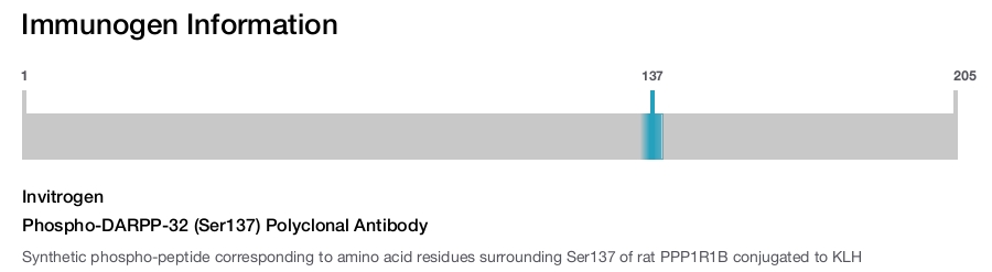 Phospho-DARPP-32 (Ser137) Polyclonal Antibody