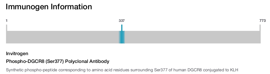 Phospho-DGCR8 (Ser377) Polyclonal Antibody