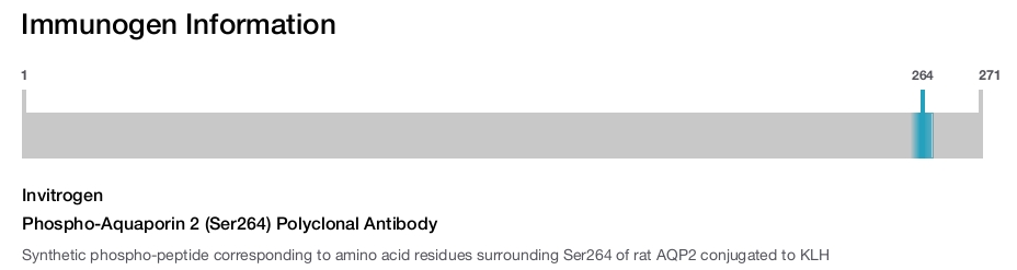 Phospho-Aquaporin 2 (Ser264) Polyclonal Antibody