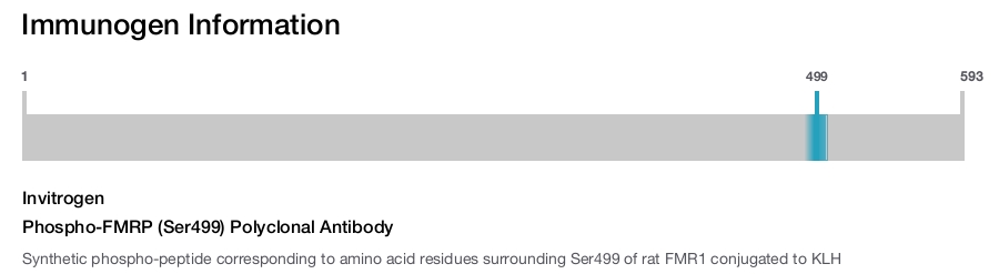 Phospho-FMRP (Ser499) Polyclonal Antibody