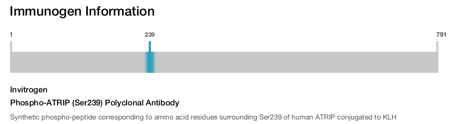 Phospho-ATRIP (Ser239) Polyclonal Antibody