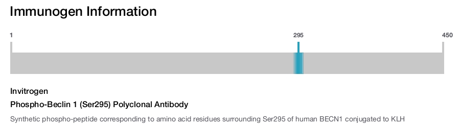 Phospho-Beclin 1 (Ser295) Polyclonal Antibody