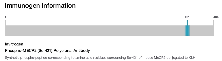 Phospho-MECP2 (Ser421) Polyclonal Antibody