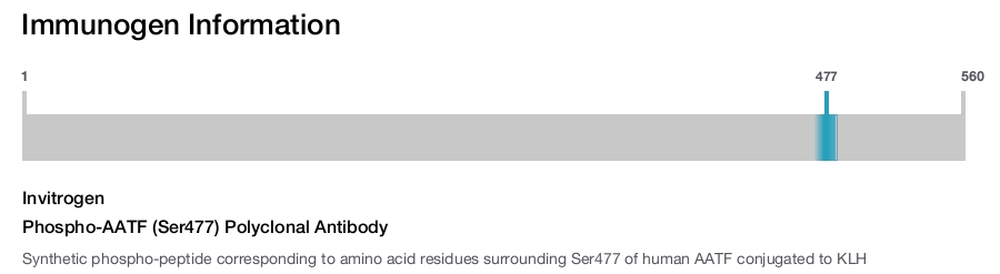 Phospho-AATF (Ser477) Polyclonal Antibody