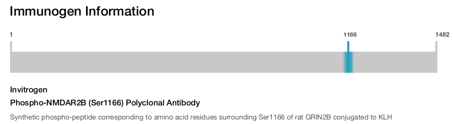 Phospho-NMDAR2B (Ser1166) Polyclonal Antibody