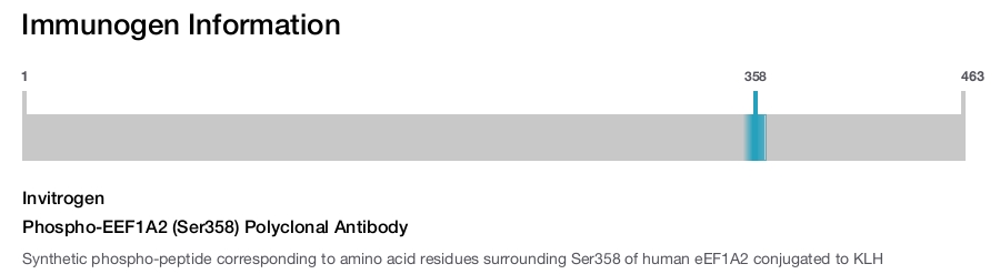 Phospho-EEF1A2 (Ser358) Polyclonal Antibody