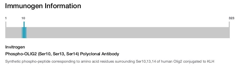 Phospho-OLIG2 (Ser10, Ser13, Ser14) Polyclonal Antibody