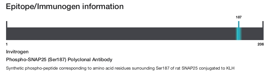 Phospho-SNAP25 (Ser187) Polyclonal Antibody