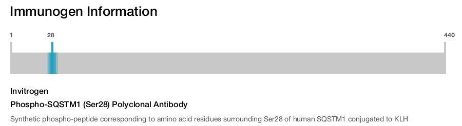 Phospho-SQSTM1 (Ser28) Polyclonal Antibody