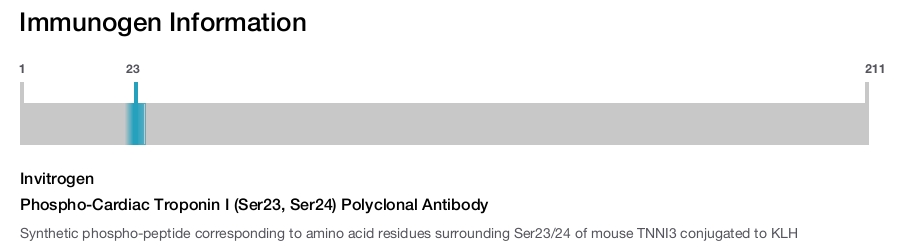 Phospho-Cardiac Troponin I (Ser23, Ser24) Polyclonal Antibody