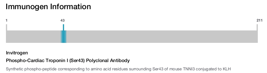 Phospho-Cardiac Troponin I (Ser43) Polyclonal Antibody